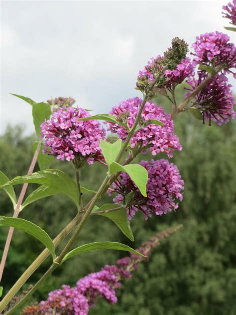 what flowers are similar to hydrangeas